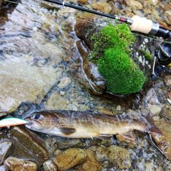 ＧＷ終盤の渓流で苦戦 ～長良川水系～